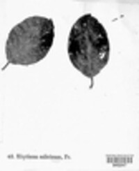 Rhytisma salicinum image